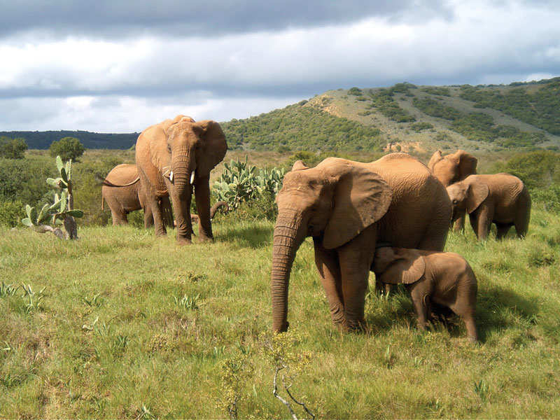 South Africa Tour Cape Town Garden Route Addo Eastern Cape Safari Amakhala Elephants