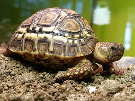 Lion Roars Hotels Safari Blog (1) Lion Roars Hotels Safari Blog (1)