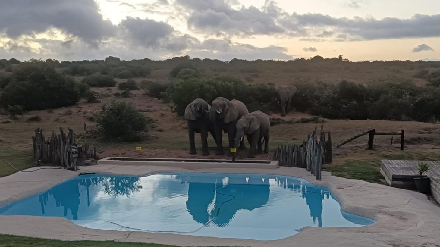 Blog Elephant Pool 