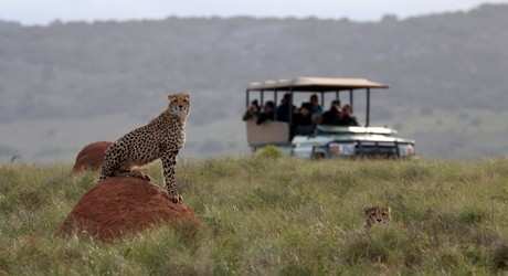 Amakhala Game Reserve4