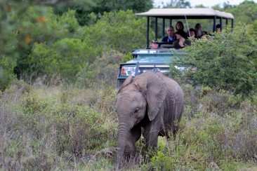 Day Safari On Amakhala.  (6)